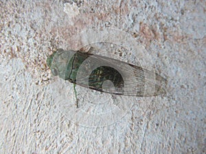 Green Cicada