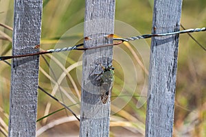 A green cicadas resting on a dunes fence at the beach.