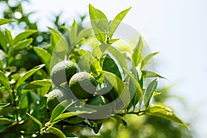 Green citrus fruit bundle growing on a brunch among green leaves in sunlight