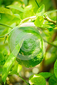 Green citrus fruit on tree with green leaves in sunshine