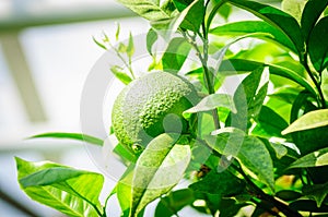 Green citrus fruit on tree with green leaves in sunshine