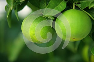 Green Citrus Fruits