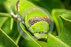 Green Citrus swallowtail caterpillar (Papilio demodocus)