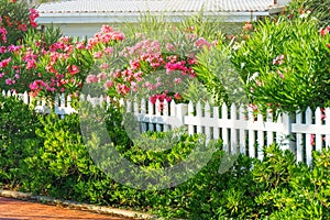 Green city alley with blooming oleander and green shrubs near a wooden fence painted white