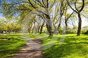 Green city park with leaning trees