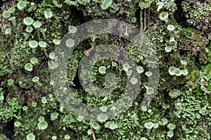 Green cladonia lichenized fungi closeup selective focus