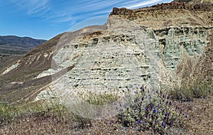 Green claystone cliffs and purple flowers at the Sheep Rock Unit of the John Day Fossil Beds National Monument, Oregon, USA