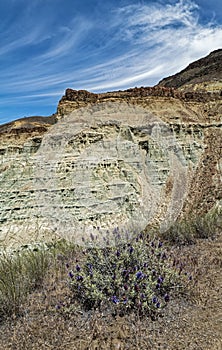 Green claystone formations and purple flowers at the Sheep Rock Unit of the John Day Fossil Beds National Monument, Oregon, USA