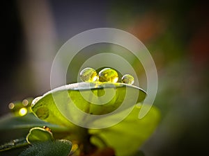 Green and clear waterdrops