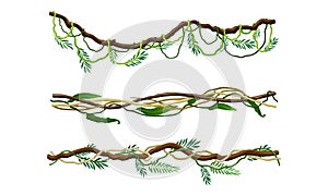 Green climbing branches set. Tropical climbing plants, hanging creepers twigs vector illustration