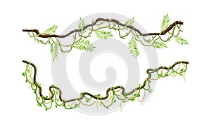 Green climbing branches set. Tropical climbing plants, twigs of tropical vines and trees vector illustration