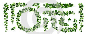 Green climbing ivy creeper branches isolated on white background. Hedera vine frames and borders, botanical design