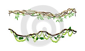 Green climbing ivy creeper branches set. Tropical climbing plants, climbing twigs of tropical vines and trees vector