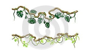 Green climbing ivy creeper branches set. Tropical climbing plants vector illustration