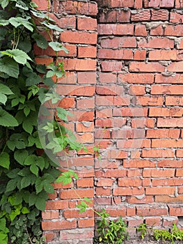 Green climbing plant on a brick wall Grapes With Autumn Leaves On red Brick Wall