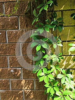 Green climbing plant parthenocissus on a concrete brick wall background