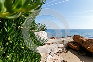 Green climbing plant on a stone wall. Greece, the coast of the Ionian Sea