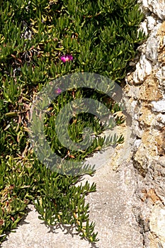 Green climbing plant on a stone wall. Greece, the coast of the Ionian Sea