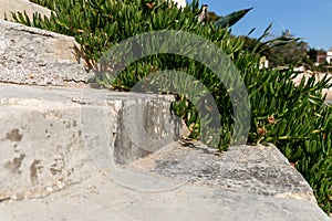 Green climbing plant on a stone wall. Greece, the coast of the Ionian Sea