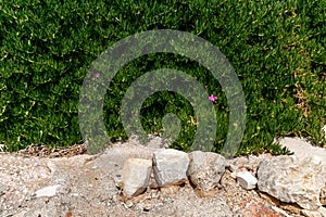 Green climbing plant on a stone wall. Greece, the coast of the Ionian Sea