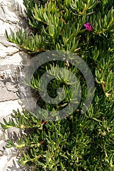 Green climbing plant on a stone wall. Greece, the coast of the Ionian Sea