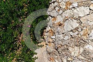 Green climbing plant on a stone wall. Greece, the coast of the Ionian Sea