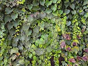 Green climbing plant texture background. Myrtle green background