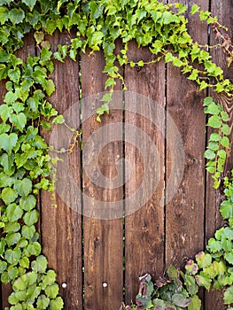 Green climbing plant on wooden textured fence texture background. Natural background texture