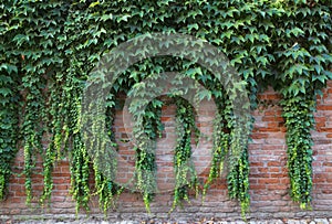 Green climbing plants on a brick wall.