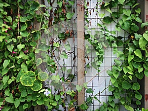 Green Climbing Plants and Flowers Against Rusty Wire Frame