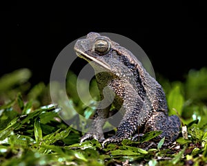 Green climbing toad in the rainforest