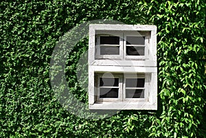 Green climbing tree, plant wall with white window