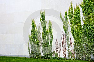 Green climbing vines the side of a building wall