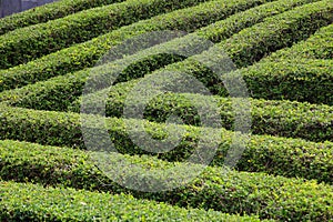 Green clipped box hedging topiary for formal garden wall and maze