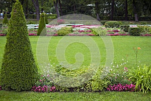 Green clipped manicured lawn with pyramidal bush