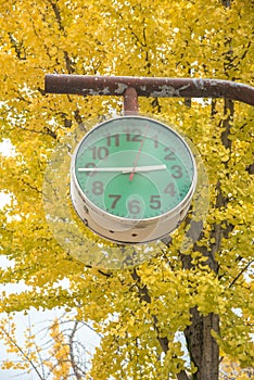 à¸±the green clock with ginkgo trees in park, Japan