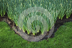 Green closed daffodils grown in the flowerbed.