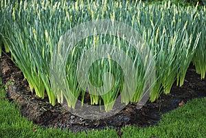 Green closed daffodils grown in the flowerbed.