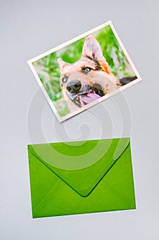 Green closed envelope with a printed photo of a German Shepherd dog
