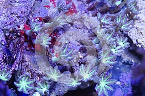 Green Clove Polyp Coral