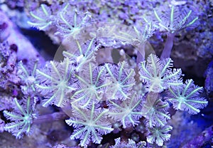 Green Clove Polyp Coral