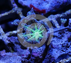 Green Clove Polyp Coral