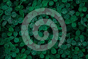 Green clover carpet with dew drops, top view.