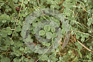 Green clover carpet with dew drops, top view. Natural background.