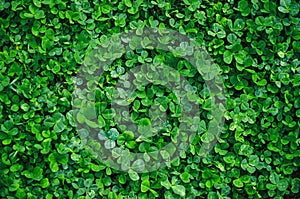 Green clover covering ground on lawn in garden. Shamrock pattern. Natural green grass carpet texture