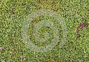Green clover field, texture/ background.