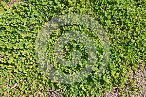 Green clover flat background