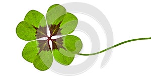 Green Clover with four Leafs