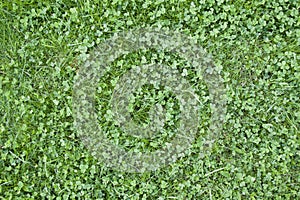 Green clover grass texture view from above.