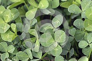 green clover grass with water drops in nature. Natural background with copy space